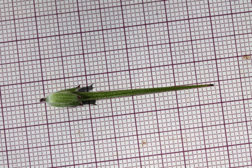 Erodium cicutarium